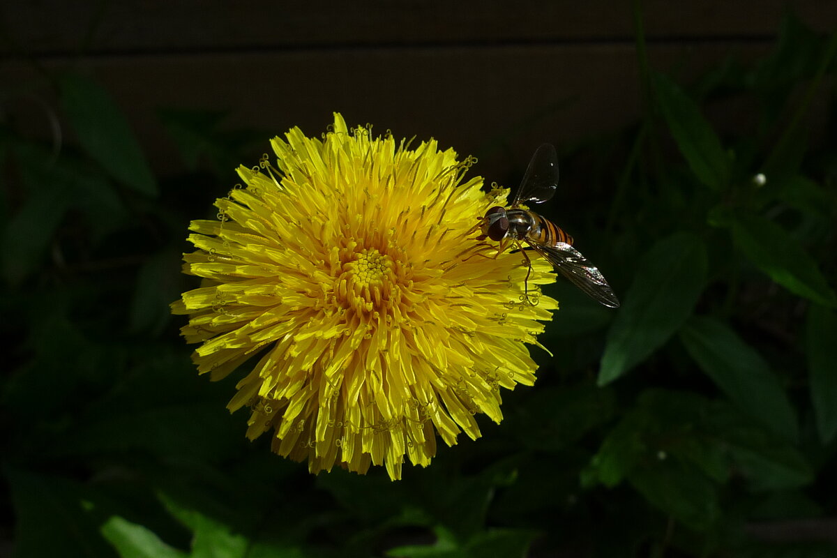 На цветке - Сергей Швечков