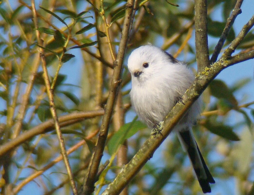 ополовник - gawrilа - dan