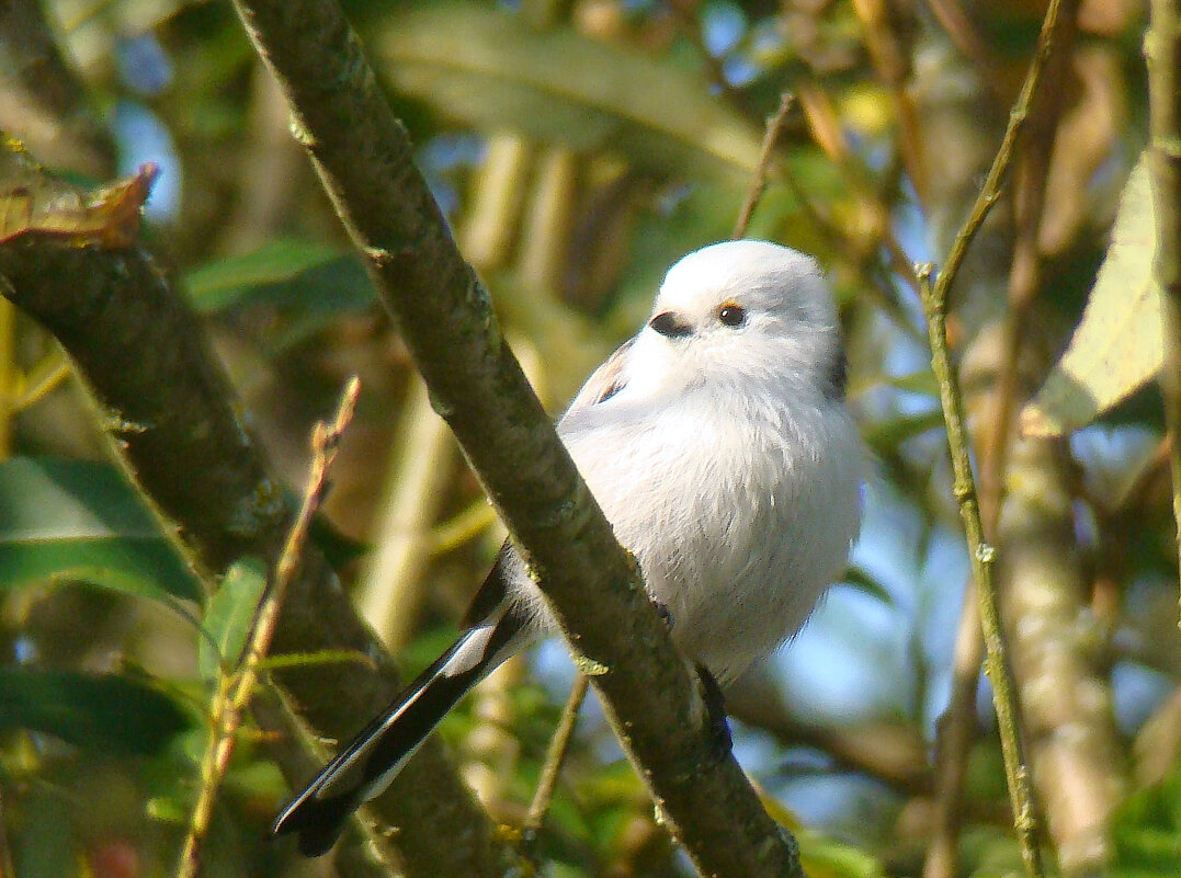 ополовник - gawrilа - dan