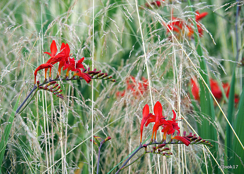 они на радость нам даны - Олег Лукьянов