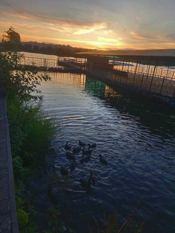 Лысухи на закате - Сапсан 