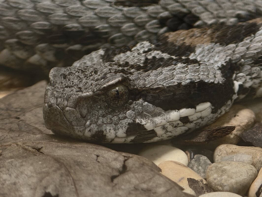 Гадюка - <<< Наташа >>>