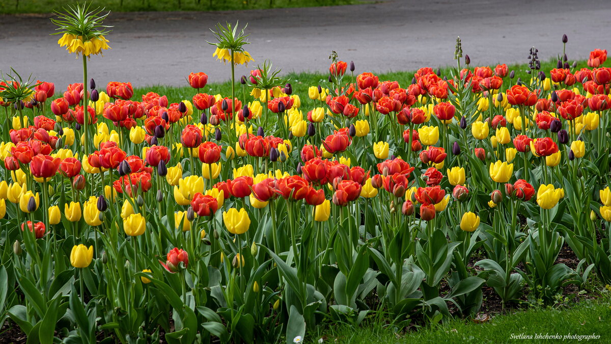 Саксонский сад  — городской парк - Светлана Ищенко
