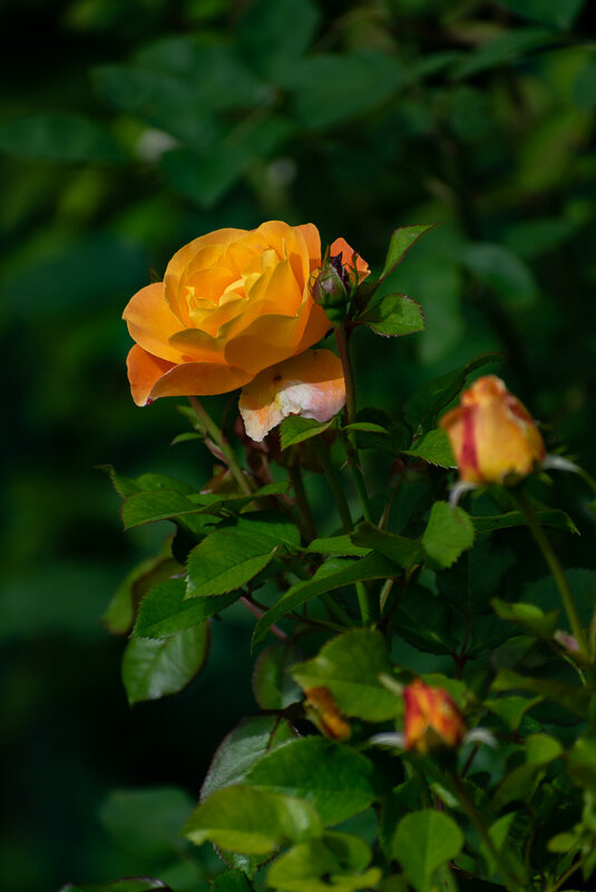 ... - Николай Северный