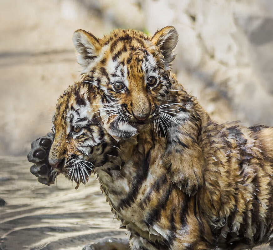 Тигрята - SanSan 