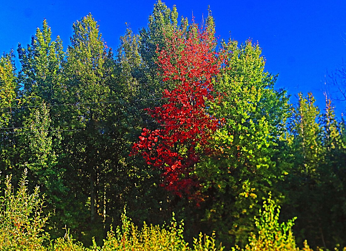 Сентябрь...Осина побагровела! - Владимир 