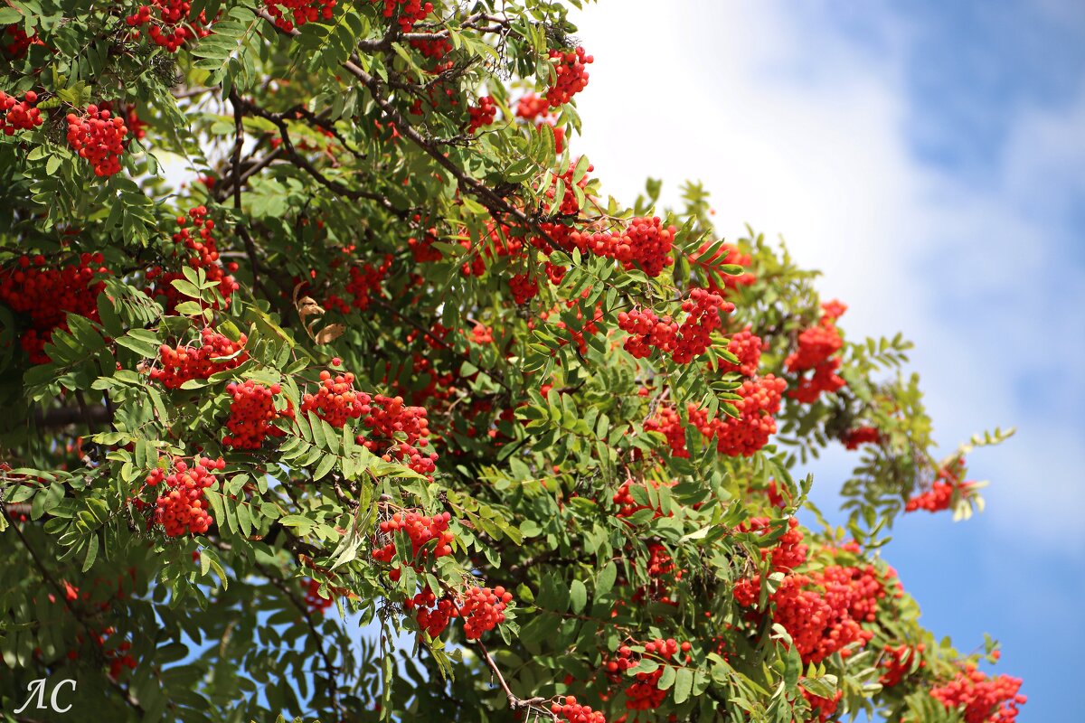 "Осень - припасиха" - Любовь Сахарова