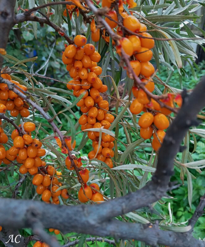 «Осень-припасиха» - Любовь Сахарова