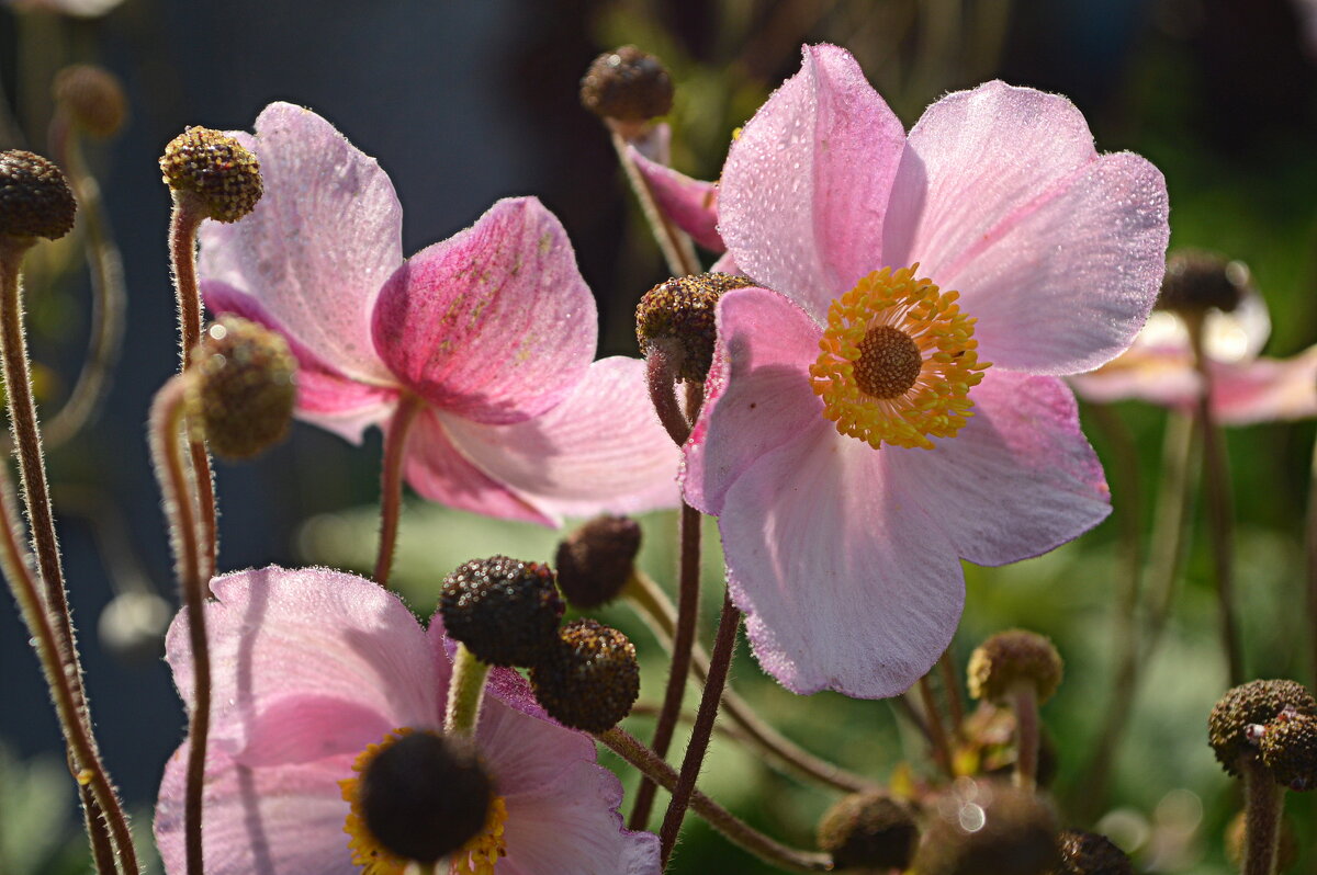Последний летний аккорд - Татьяна Лютаева