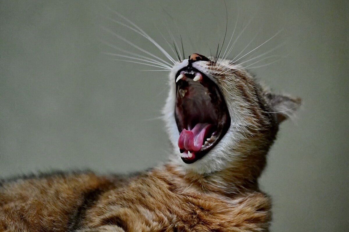 Моя любимица " Лекси..." - Николай Саржанов