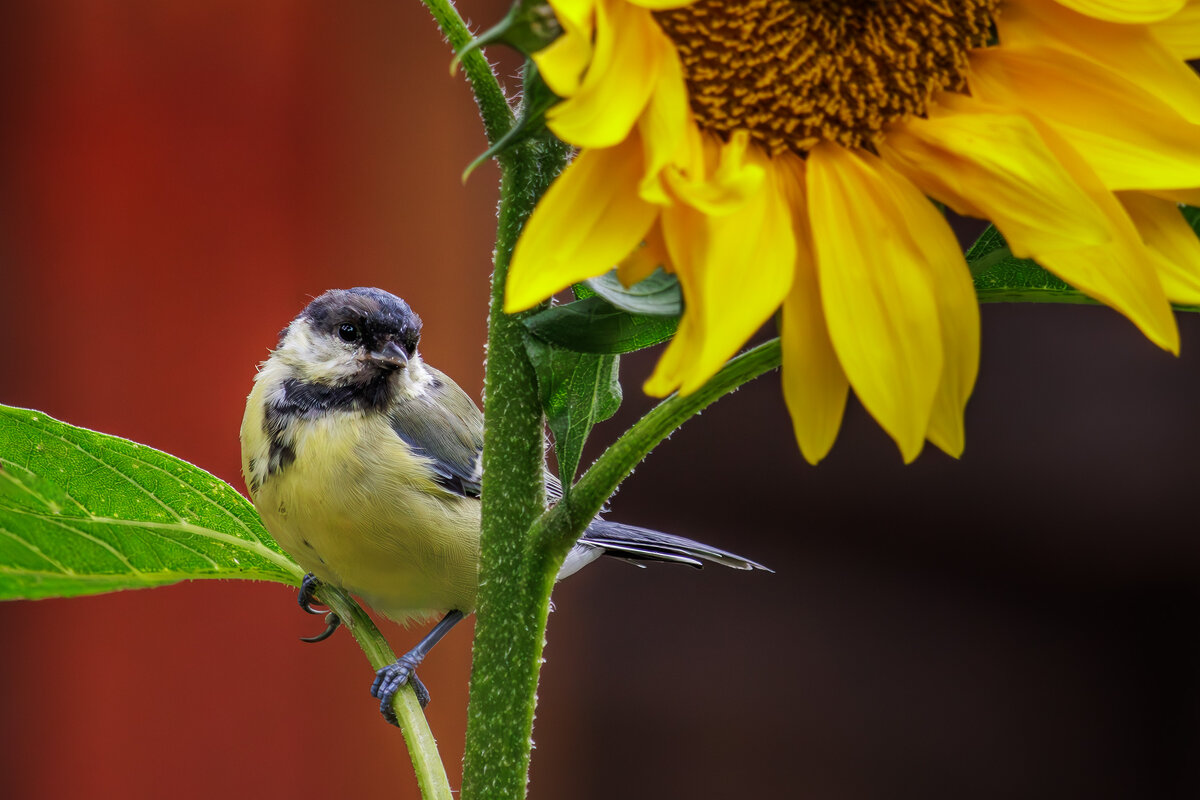 Синица большая - Sergey38 