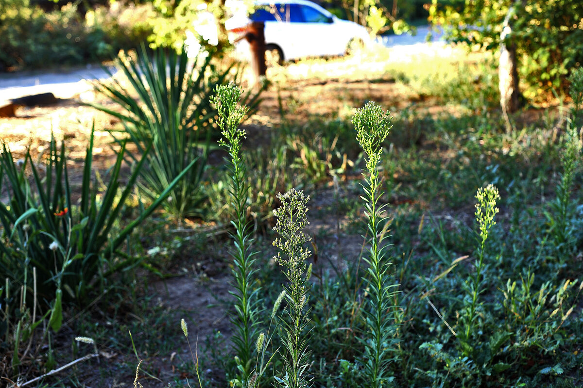 Цветочки - Юрий Гайворонскiий