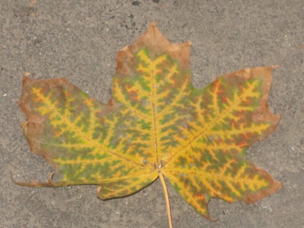 Кленовый листочек - Дмитрий Никитин