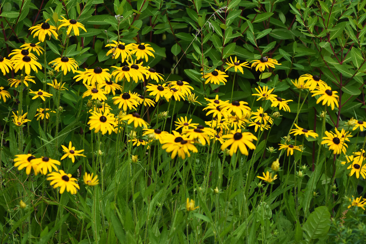 Лето в Ботаническом... Август. - Наташа ***** Лето в Ботаническом... Август. - Наташа *****