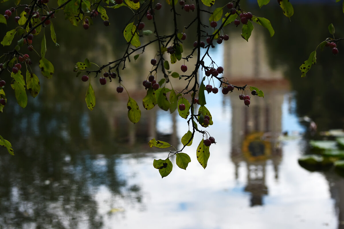 Лето в Ботаническом... Август. - Наташа *****