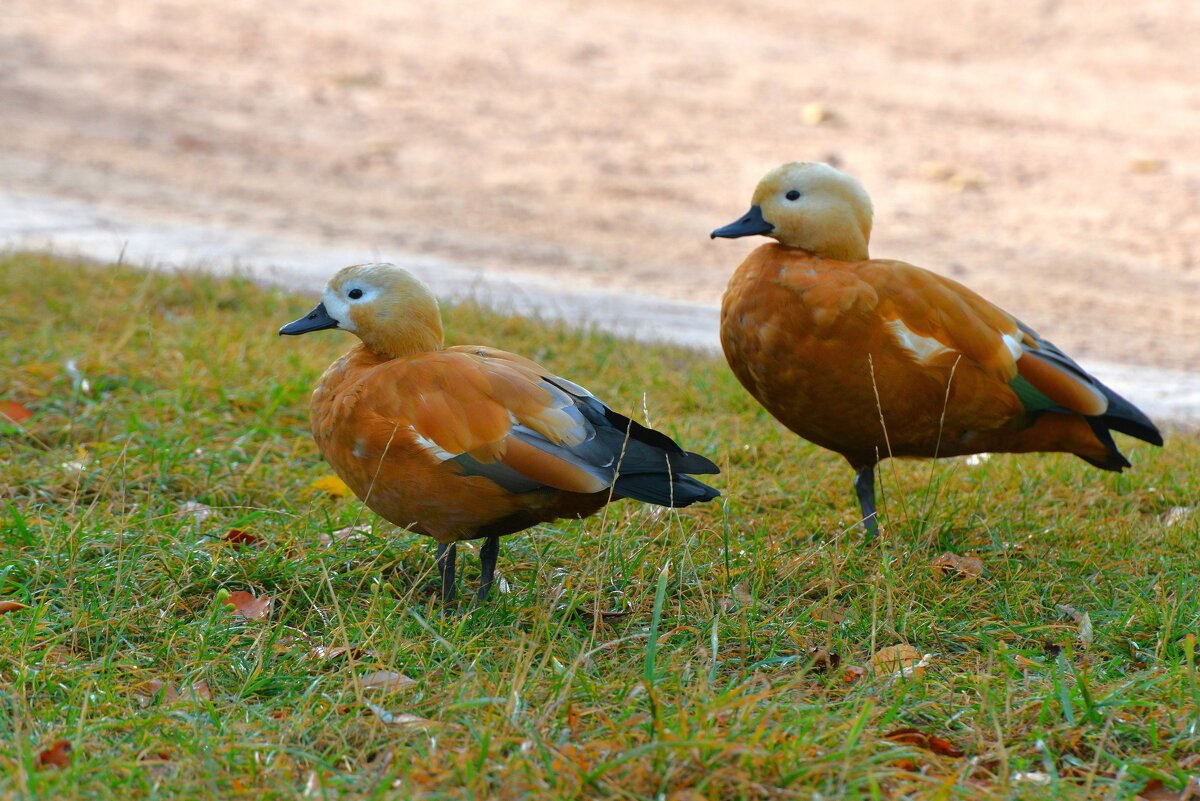Огари - Константин Анисимов Огари - Константин Анисимов