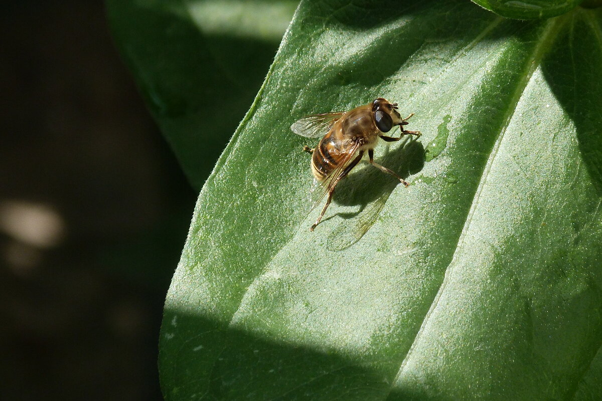 Пчёлка отдыхает - Валентин Семчишин