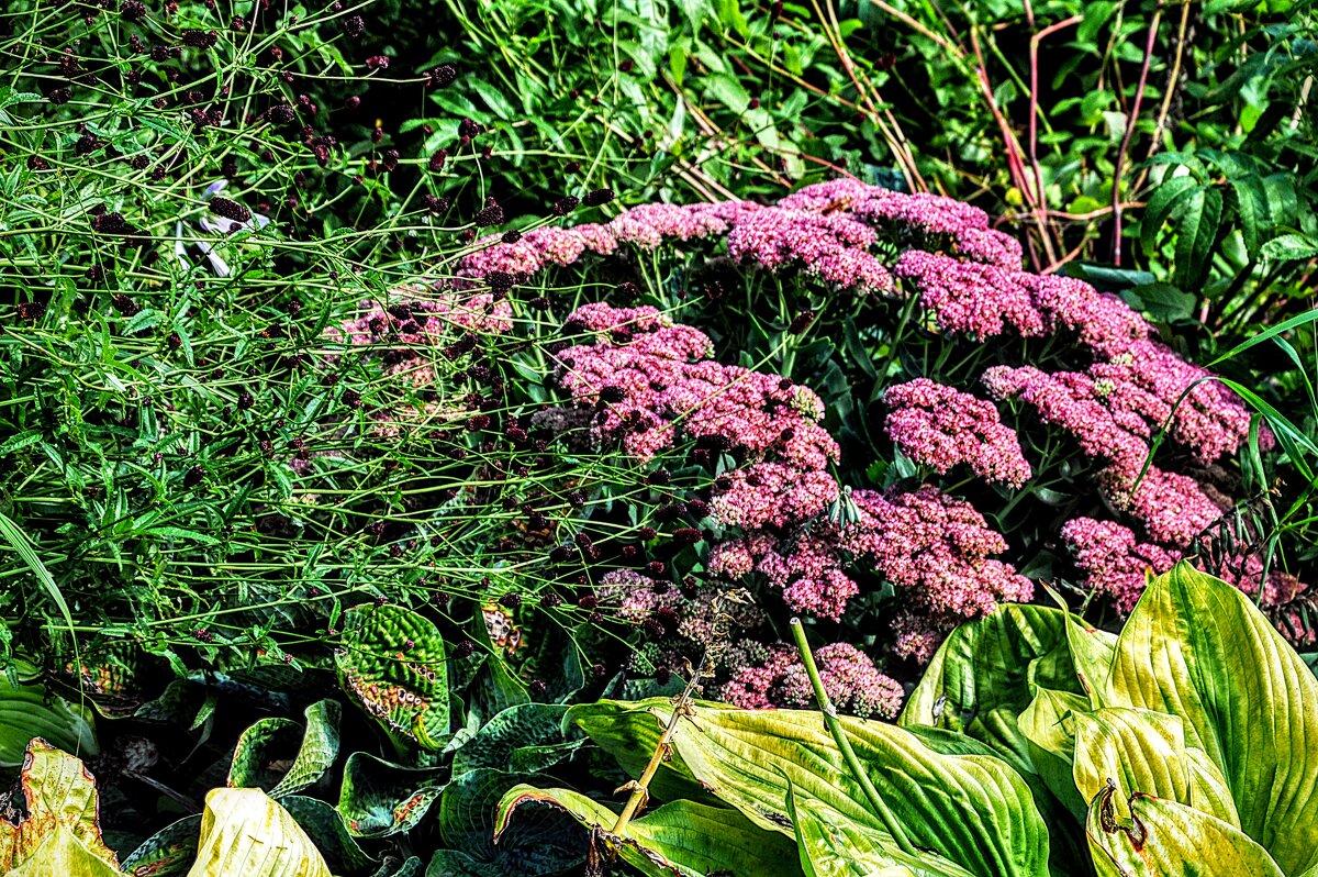 Тысячелистник - Анатолий Колосов