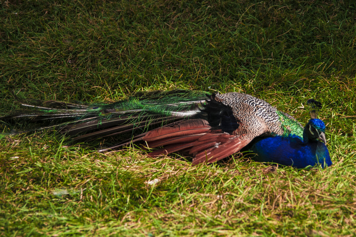 Гадкий маладой ПАВЛИН - Владимир Максимов