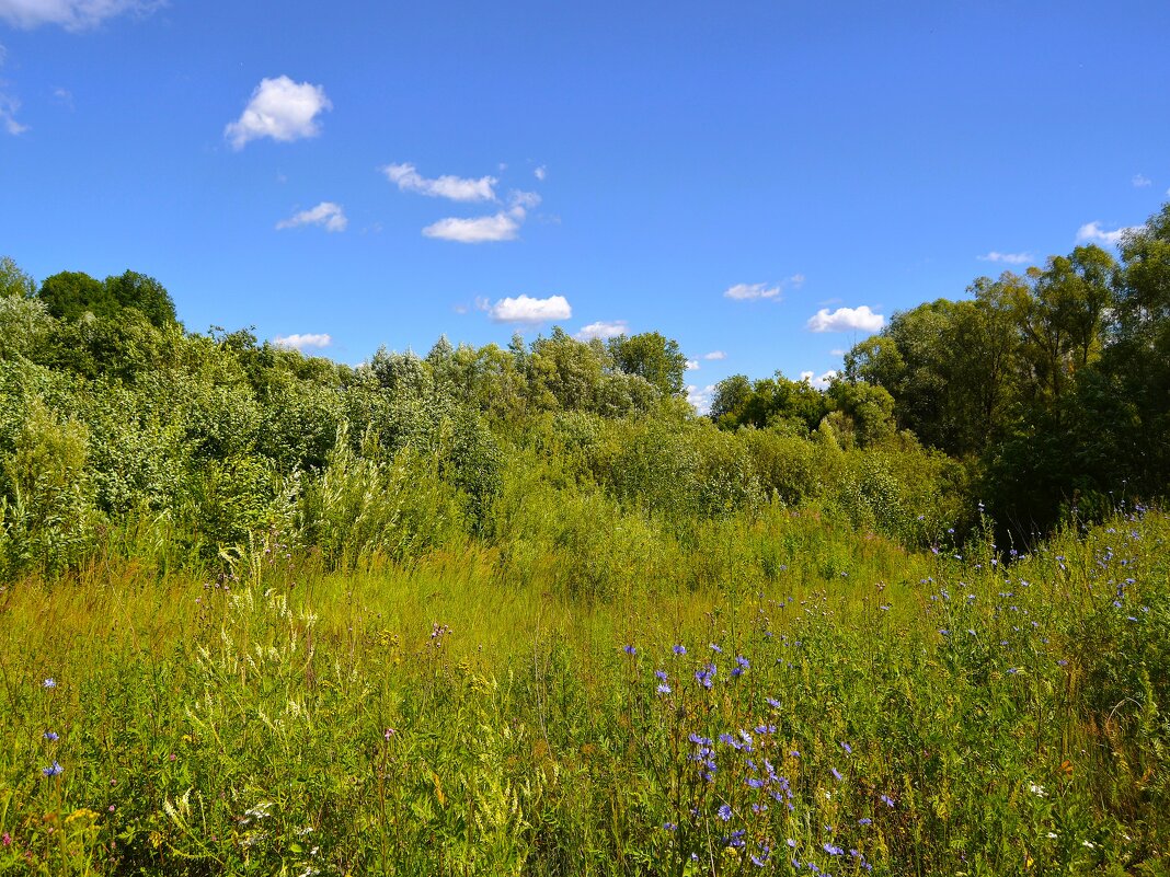 Чебоксары. На опушке леса Сургутского оврага цветут васильки. - Пётр Чернега