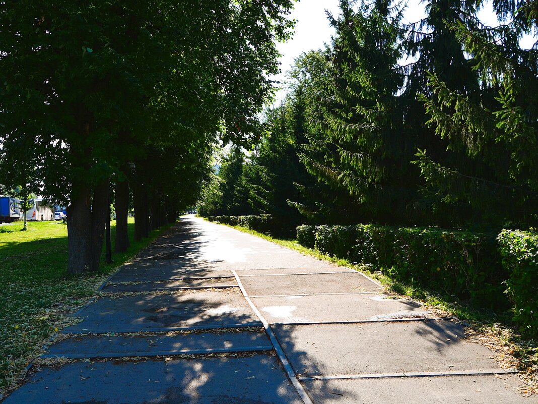 Чебоксары. Елово-липовая аллея этно-комплекса "Амазония" летом. - Пётр Чернега