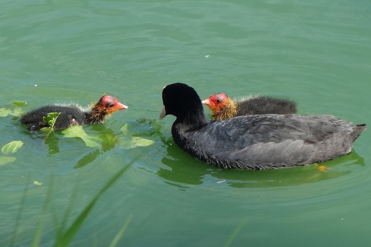 Лысуха и лысушата - Рита Симонова Лысуха и лысушата - Рита Симонова