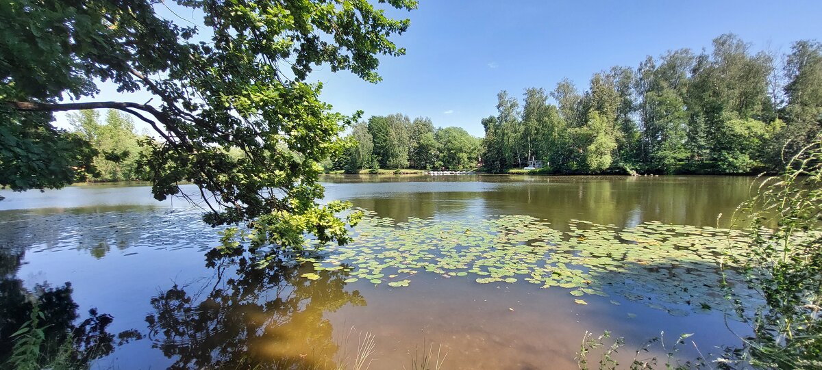 Большой пруд в Остафьево - ИРЭН@ .