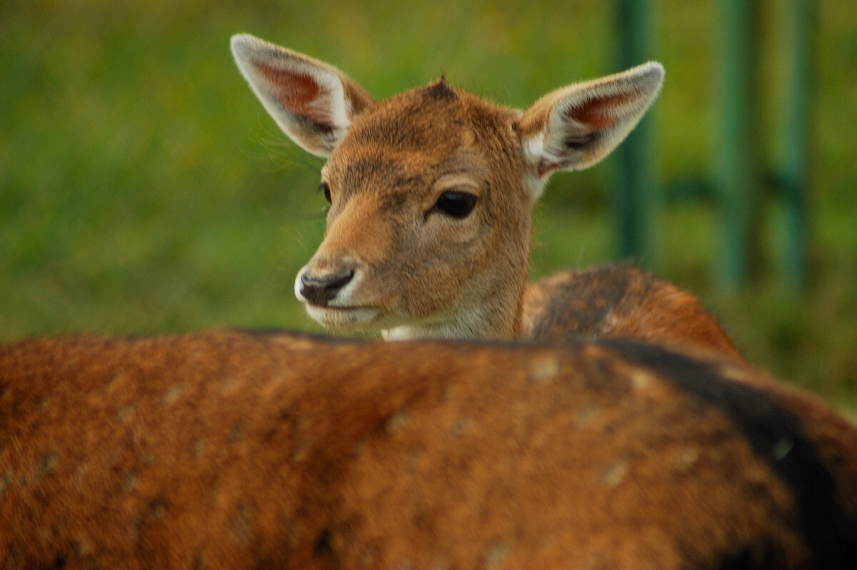 Будущая модель - Роман Д
