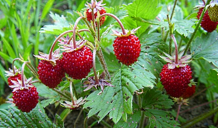 Земляничка... - Галина Кузьмина Земляничка... - Галина Кузьмина