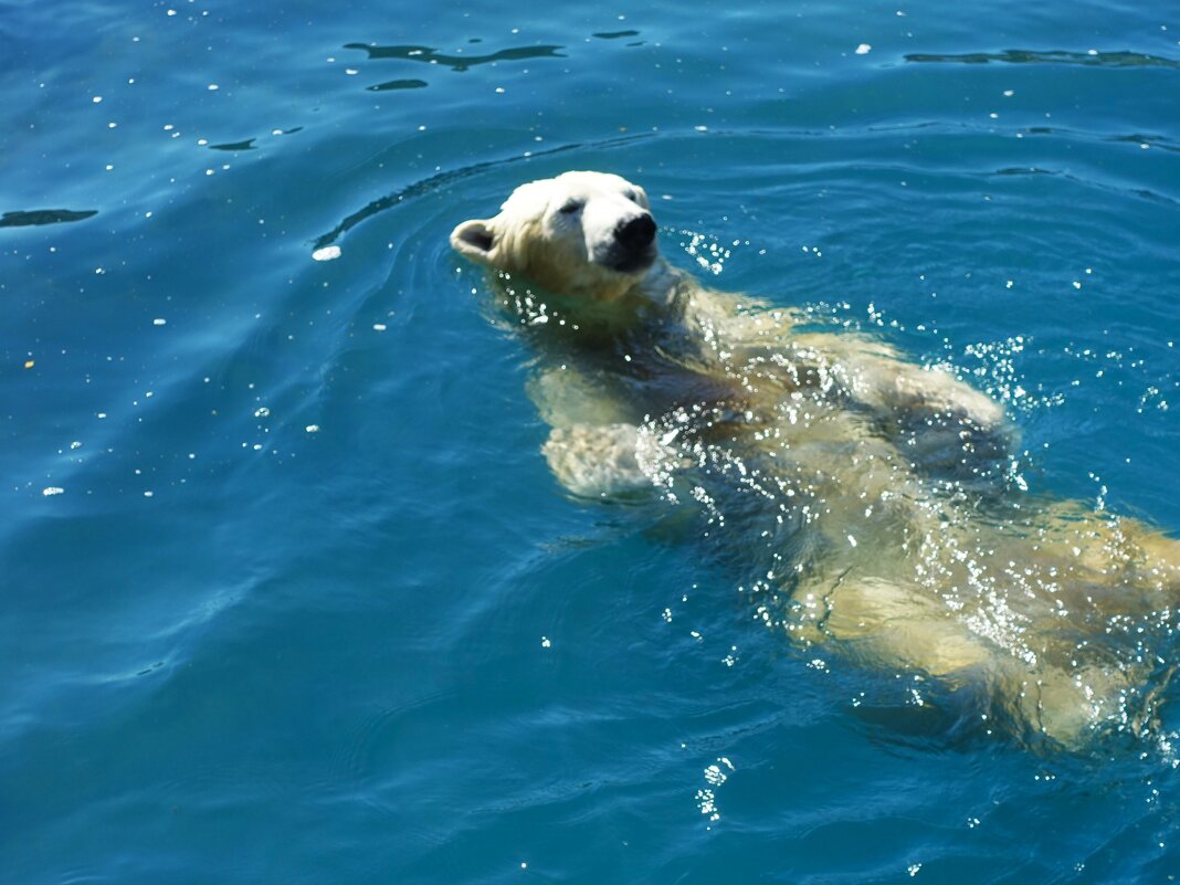 Хорошо поплавать в тёплый день сентября - Aida10 