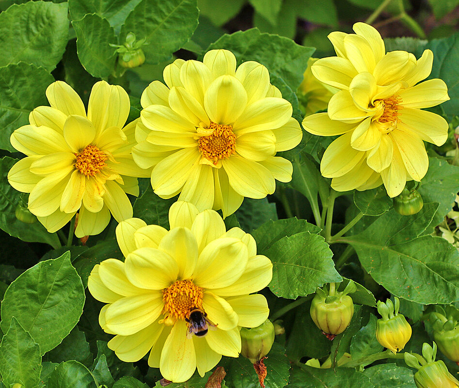 Солнечные георгинчики - Светлана 