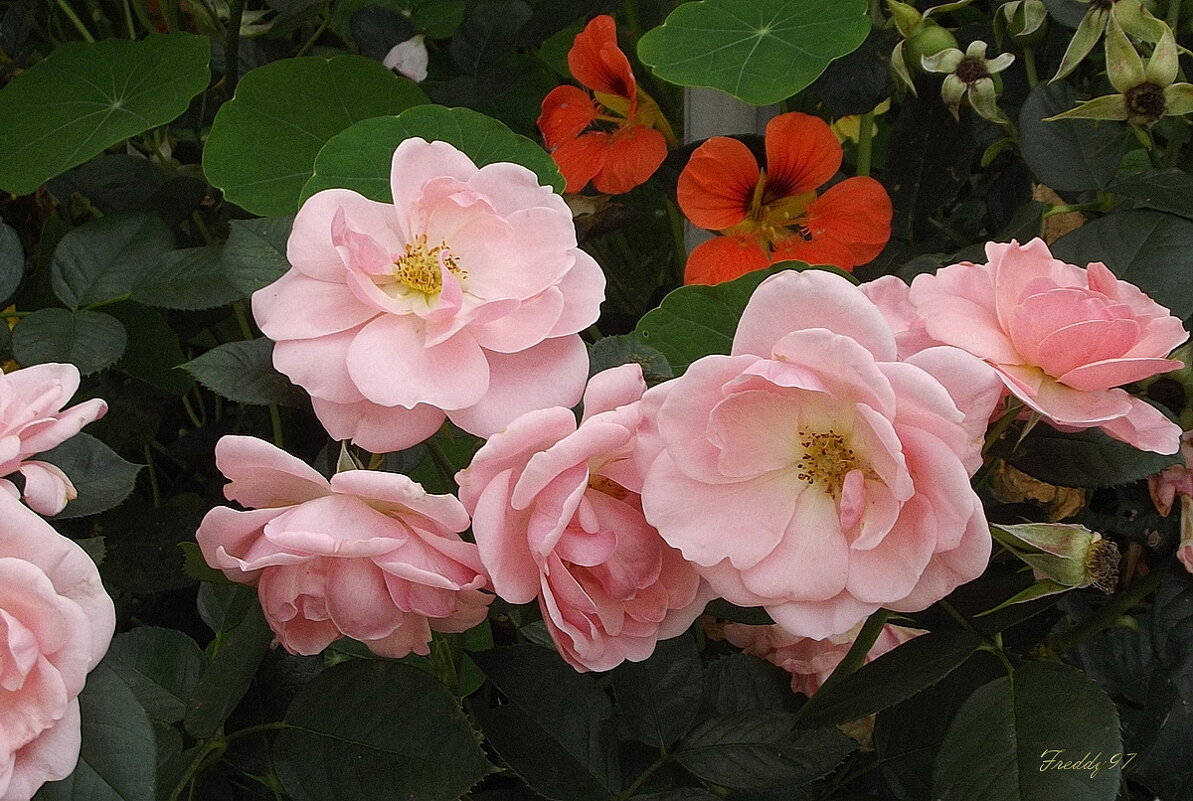 Розы - Freddy 97