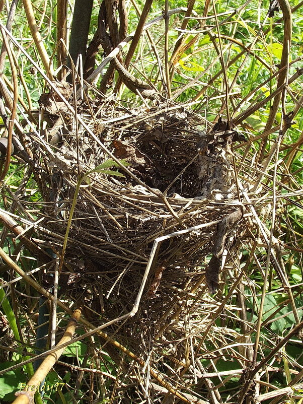 Гнездо - Freddy 97