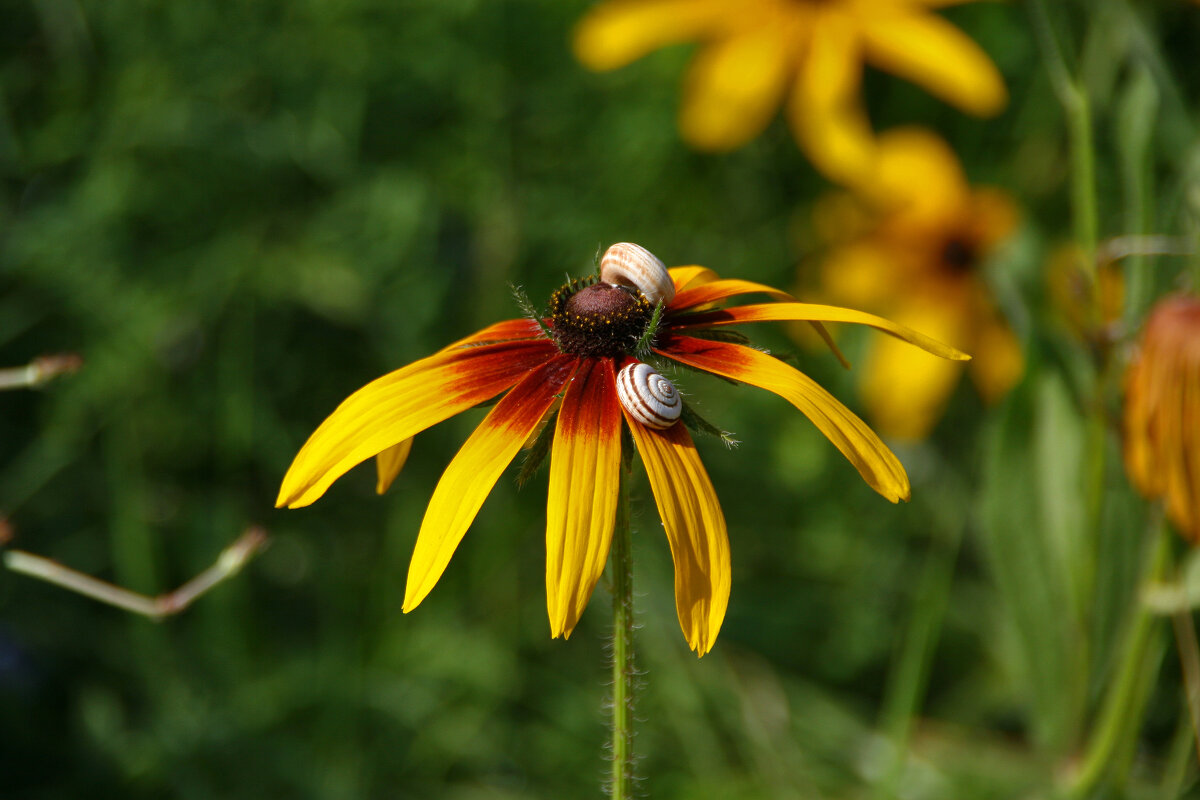 до свиданья, лето... - Всеволод до свиданья, лето... - Всеволод