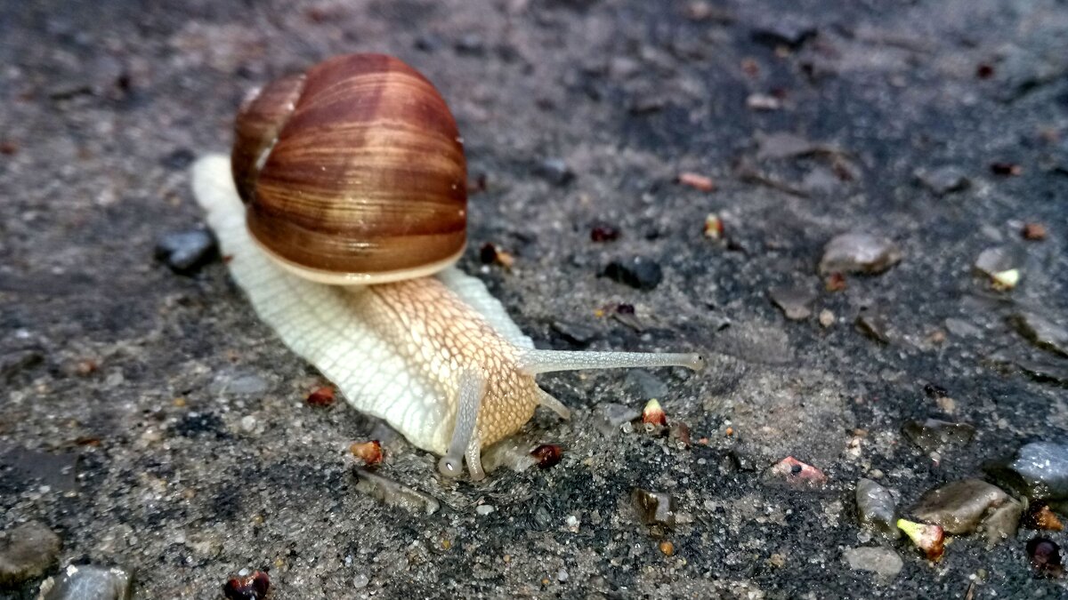 *** - Андрей Л. В.