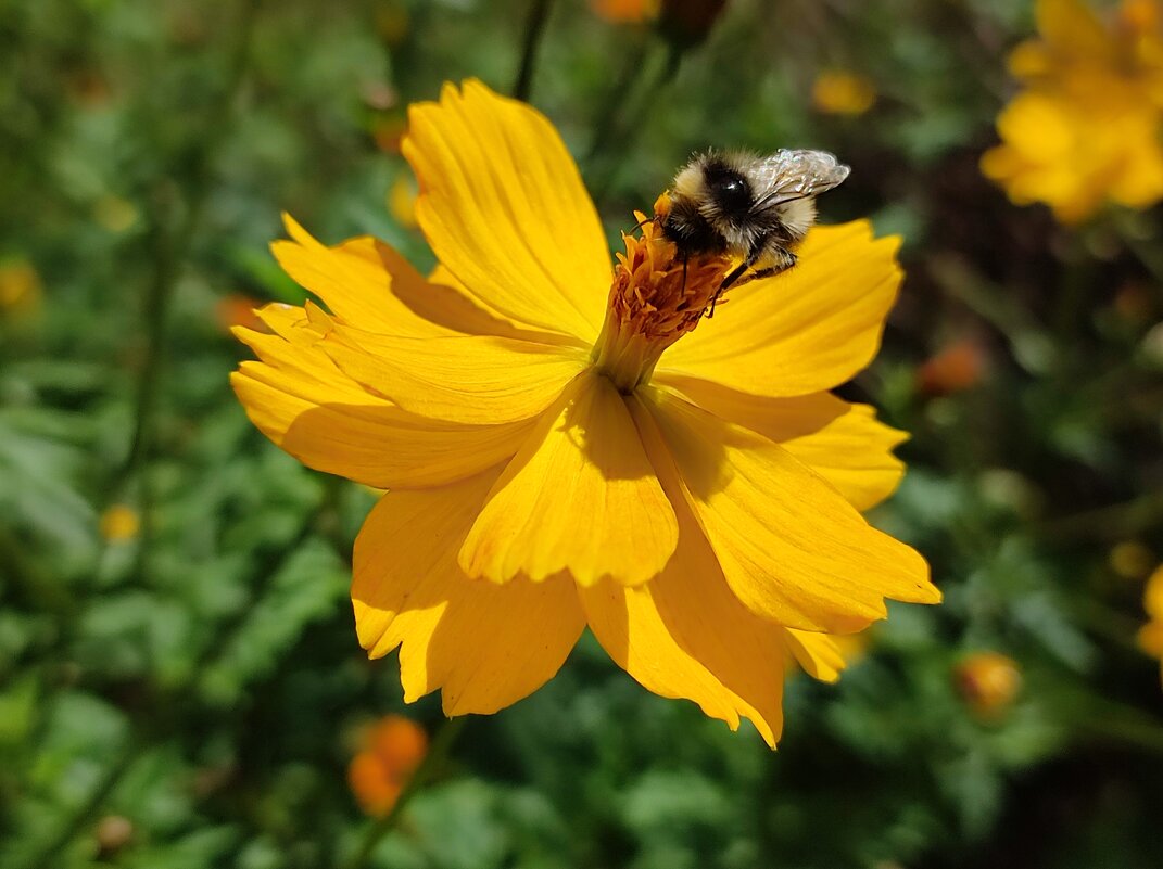 Тёплый день - Валентина Богатко 