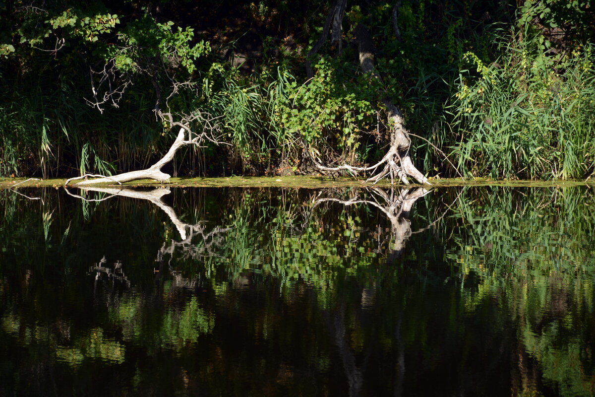 Речная симметрия - Леонид Иванчук