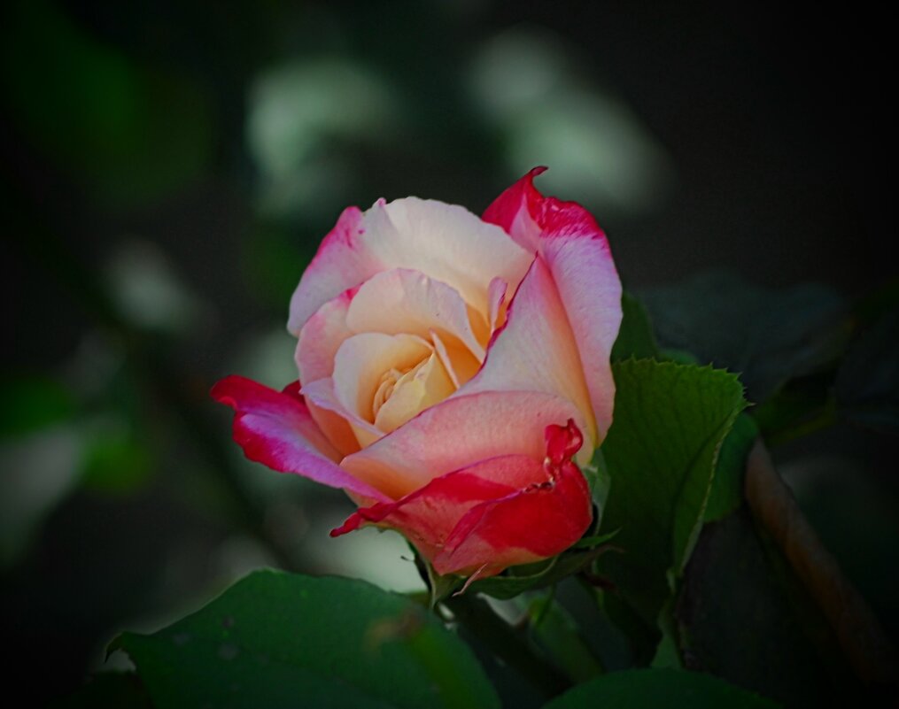 Сентябрьская роза. - Владимир 