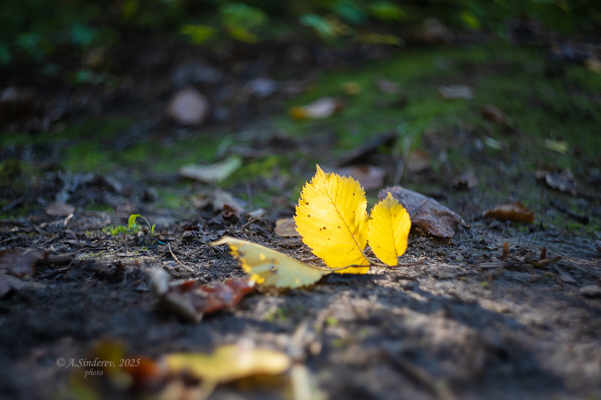 Осень начинается - Александр Синдерёв Осень начинается - Александр Синдерёв