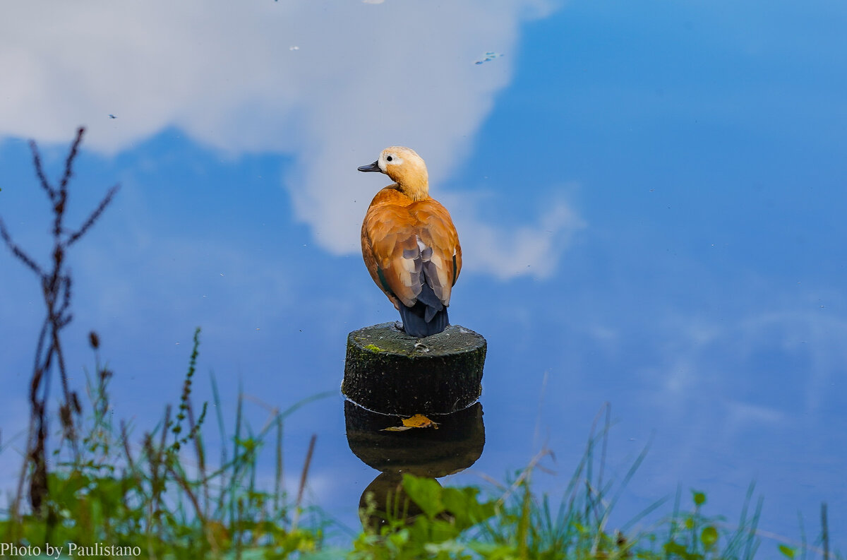 На пруду... - Владимир Жданов