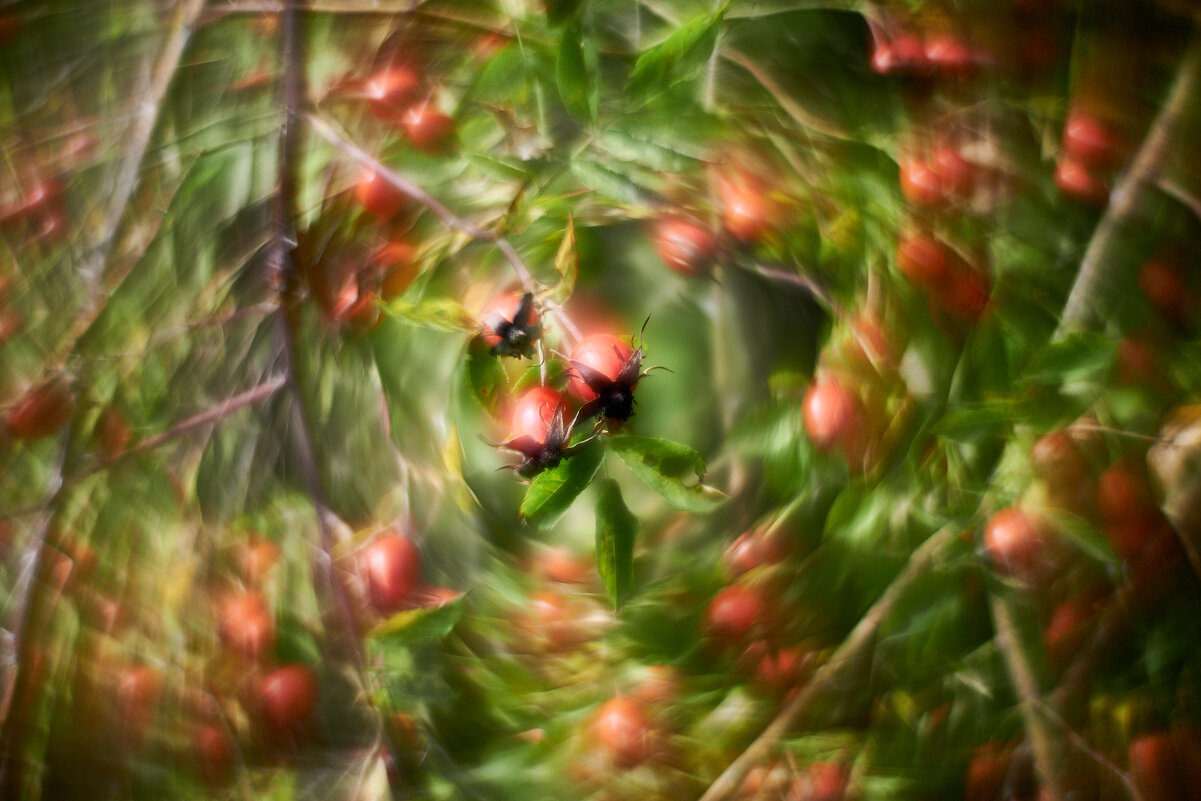 шиповник - Александр Леонов
