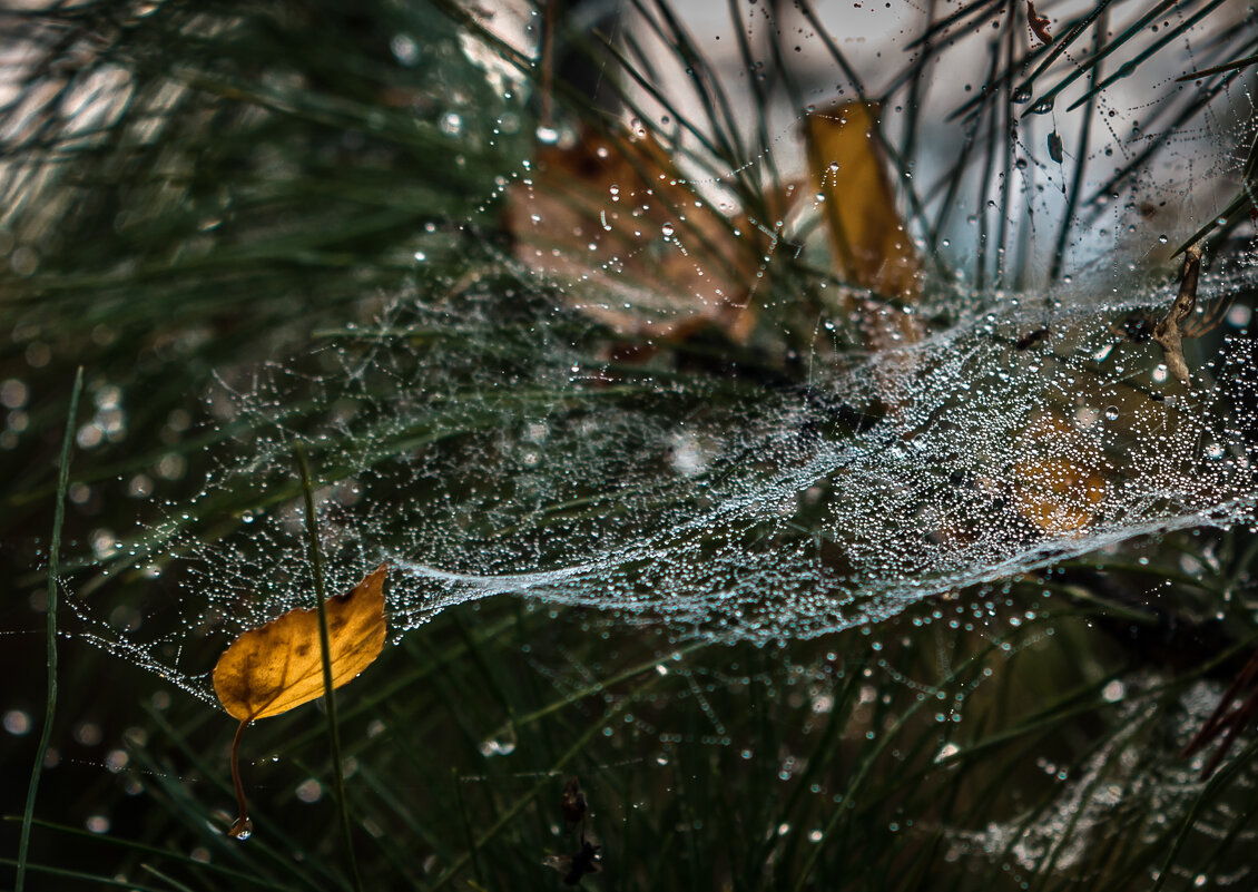 Вот и Осень - Владимир 