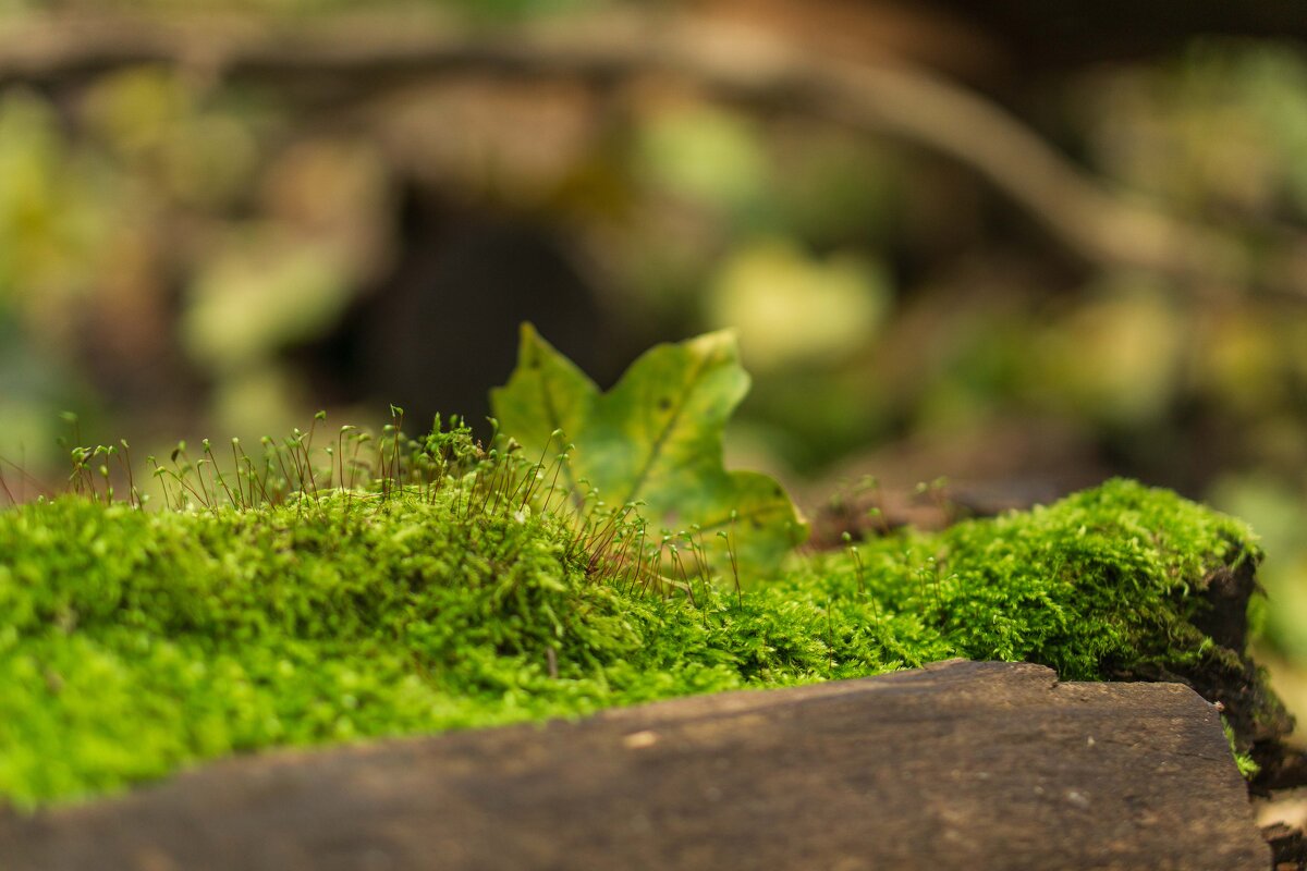 Осенний натюрморт - Дмитрий Ряховский