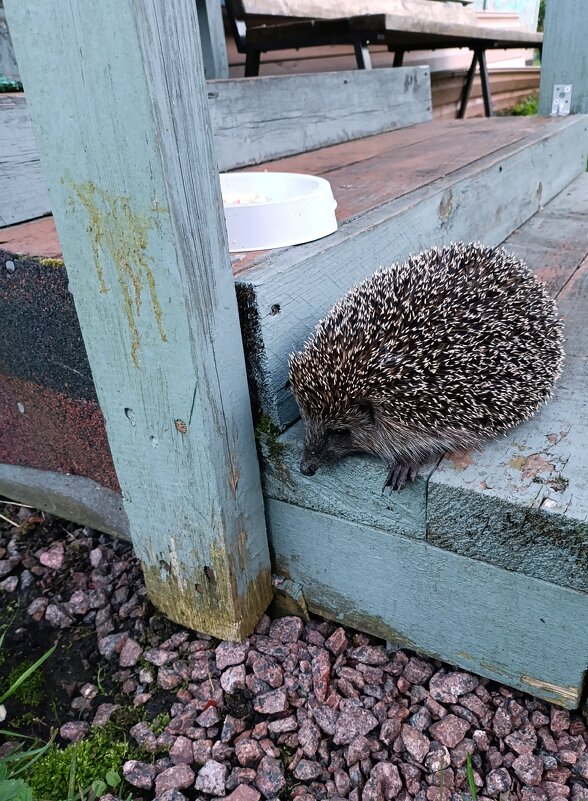 Пришёл на ужин. - Ирина ***