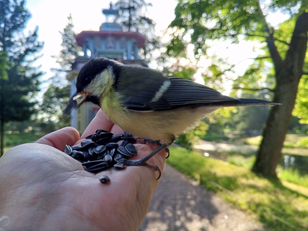 Синица - Сапсан Синица - Сапсан