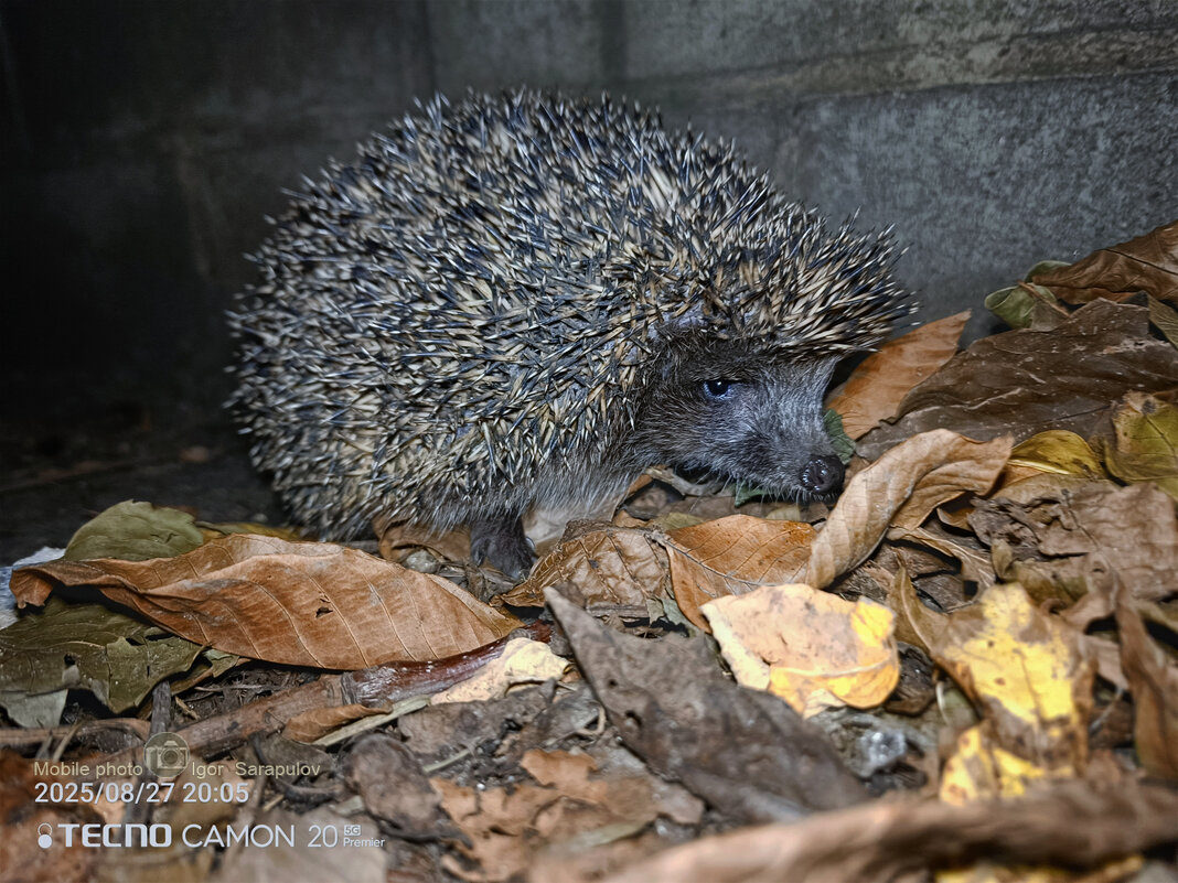 Ёжик - Игорь Сарапулов