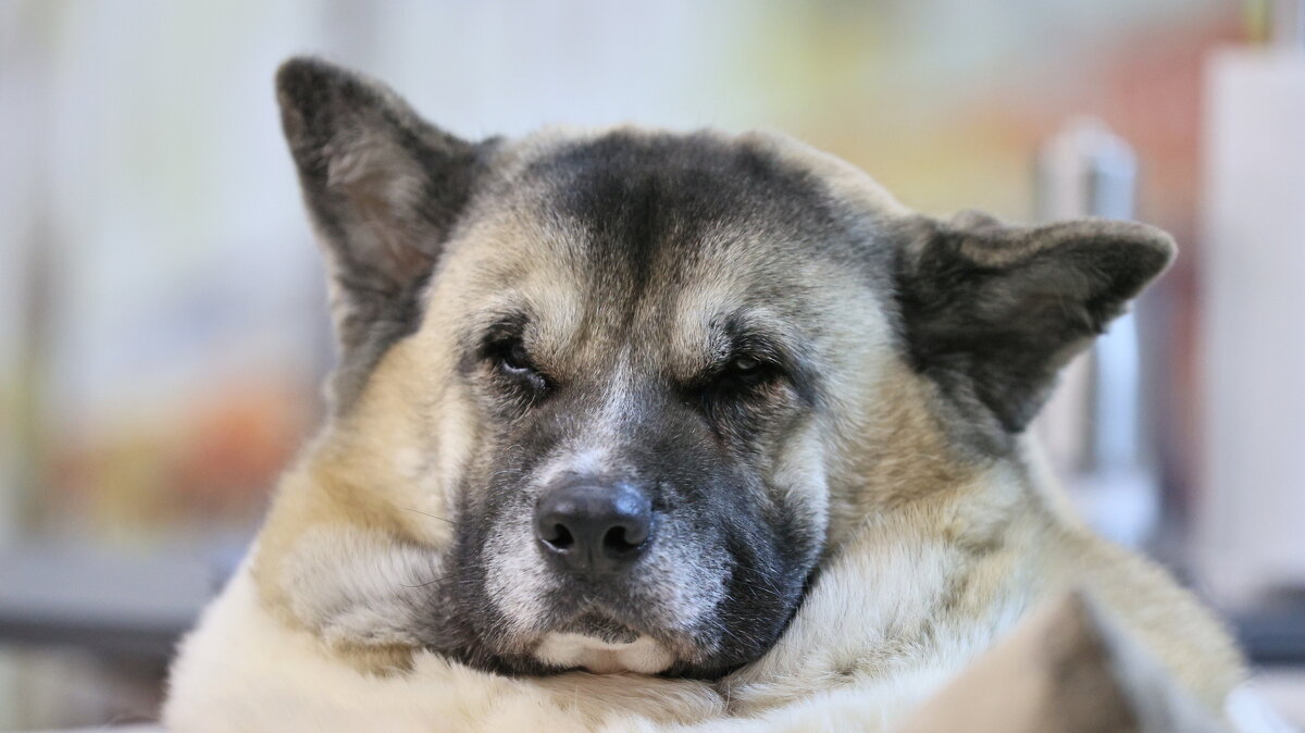 " Любимый " Пирожок " - ivan38566 Овчинников