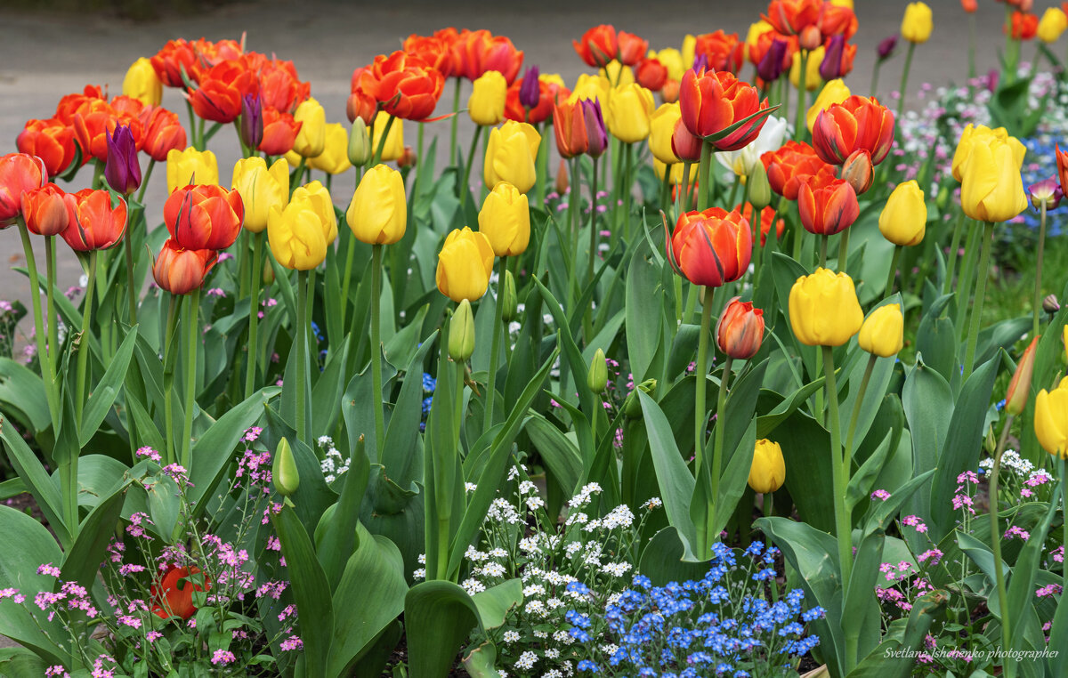 Саксонский сад - Светлана Ищенко