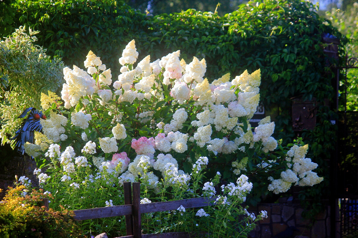 Гортензия - Сергей Кочнев