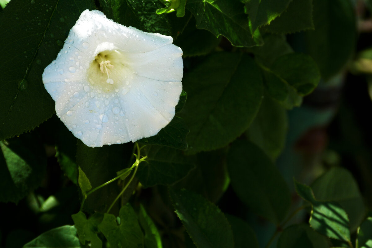 *Вьюнок полевой белый - Валентин Семчишин *Вьюнок полевой белый - Валентин Семчишин